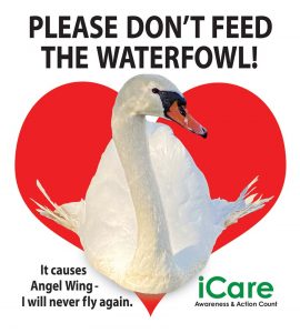 Please Do Not Feed the Waterfowl. It causes Angel Wing Disease.